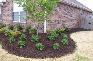 Bedding Plants