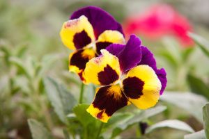 Top 5 Spring Flowers, pansies