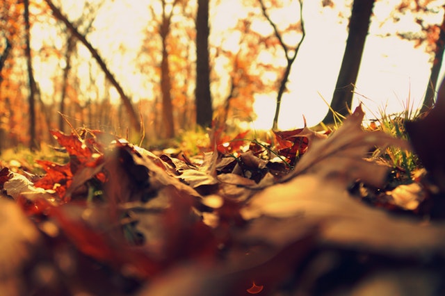 autumn, fall landscape tasks, leaves