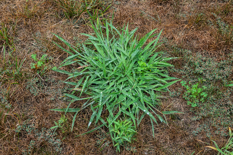 Crabgrass, common weeds, arkansas, lawn care, maintenance, grass, weed control