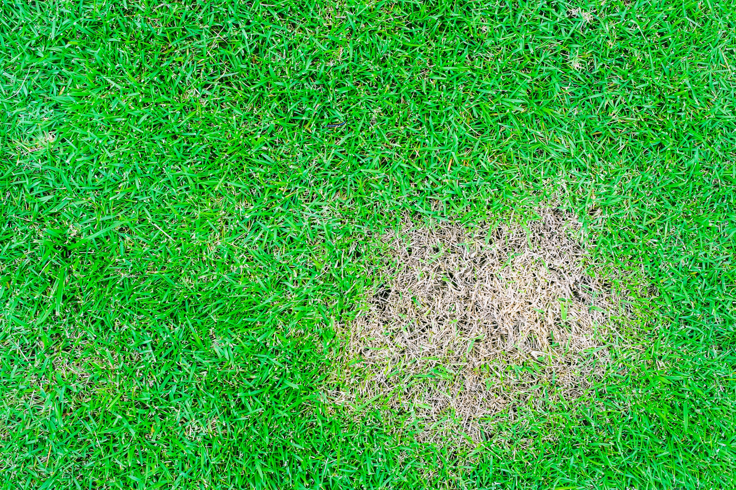 common lawn diseases, lawn care, maintenance, fungal diseases, brown patch, red thread, rust disease, snow mold, summer patch