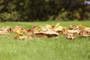 Lawn Care, fall, september, tips, dethatch, aerate, fertilize, new lawn, seeding lawn, mowing height 