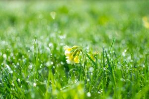 may lawn care, tips, lawn care in may, summer lawn care, late spring, healthy lawn, lawn maintenance, mowing in may, reseeding, fertilization, fertilizer, lawn care tasks 