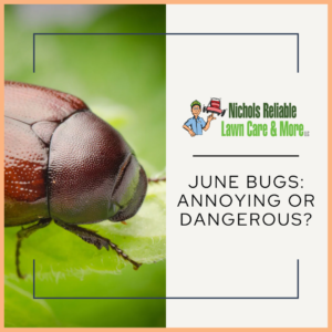 june bug insect